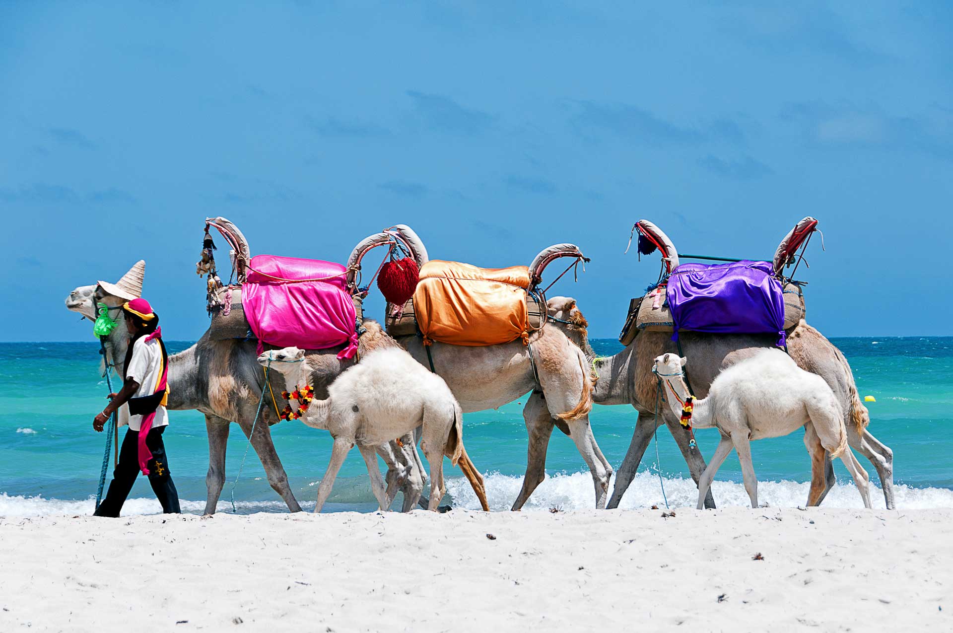 Tunisia. (South Tunisia) Djerba island. Beach of Sidi Mehrez. Camels use for sightseeing tours