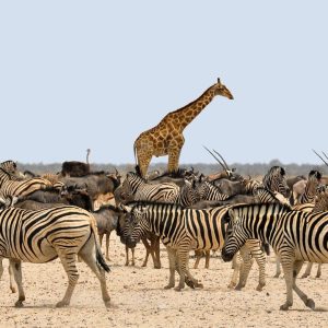 Canyon, Desert, Etosha and more