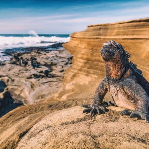 Galapagos Islands Marine Iguana - Iguanas warming in the sun on volcanic rocks on Puerto Egas (Egas port) Santiago island, Ecuador. Amazing wildlife animals on Galapagos Islands, Ecuador.